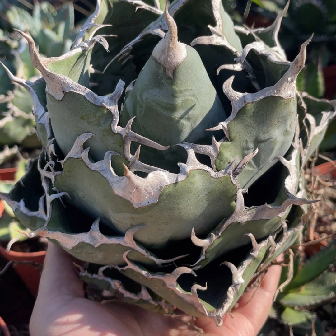 无花朵正版白鲸龙舌兰，