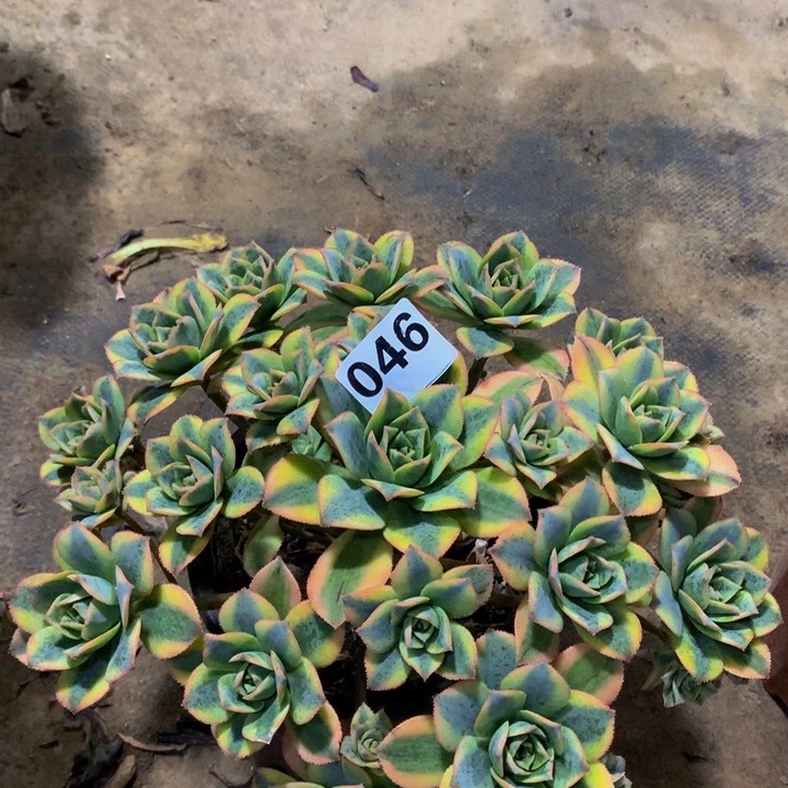 无花朵星爆046000000000000