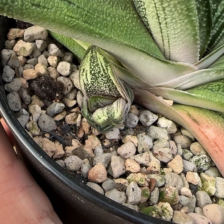 白锦凸釉旋转卧牛侧芽