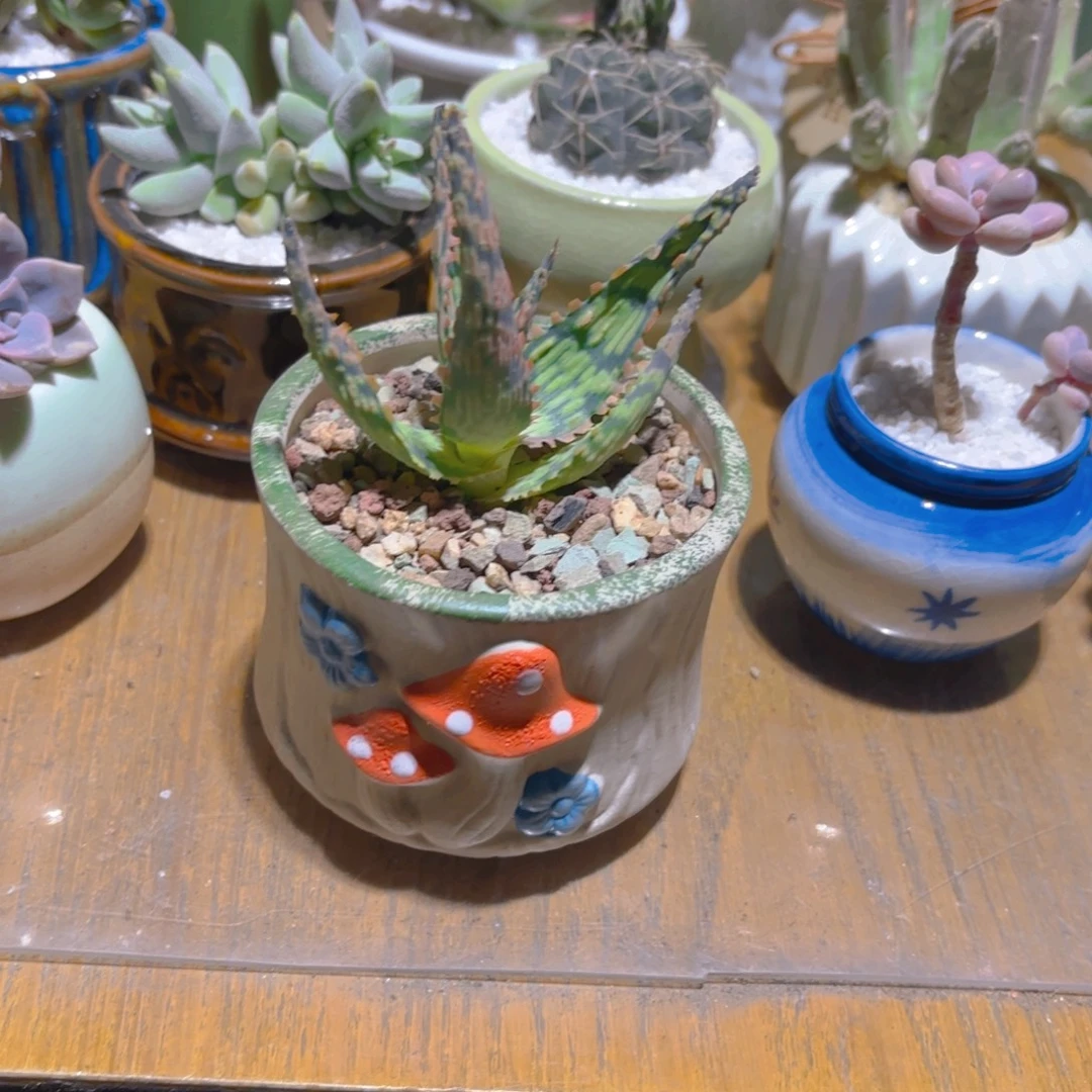 蘑菇盆园艺芦荟新疆包邮