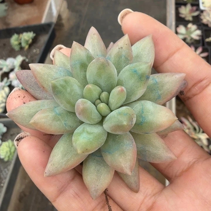 一刻的价格车里子锦