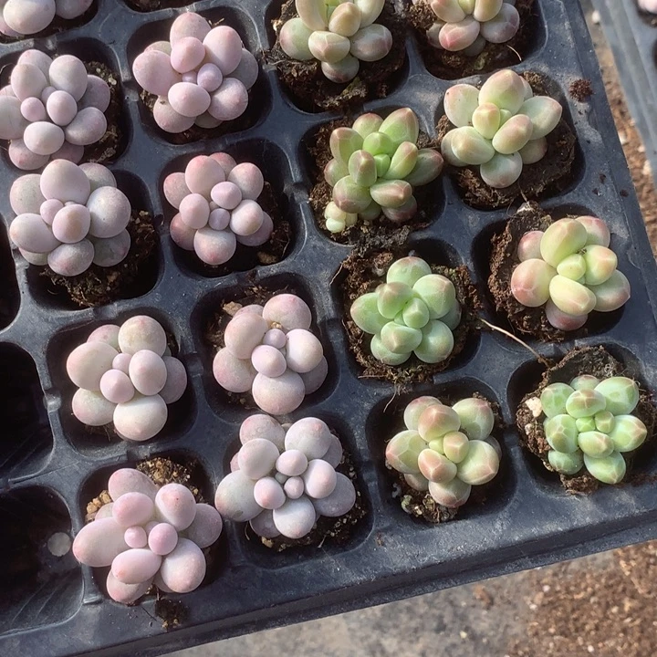 咖啡奶10个。 彩虹奶10个。  包邮