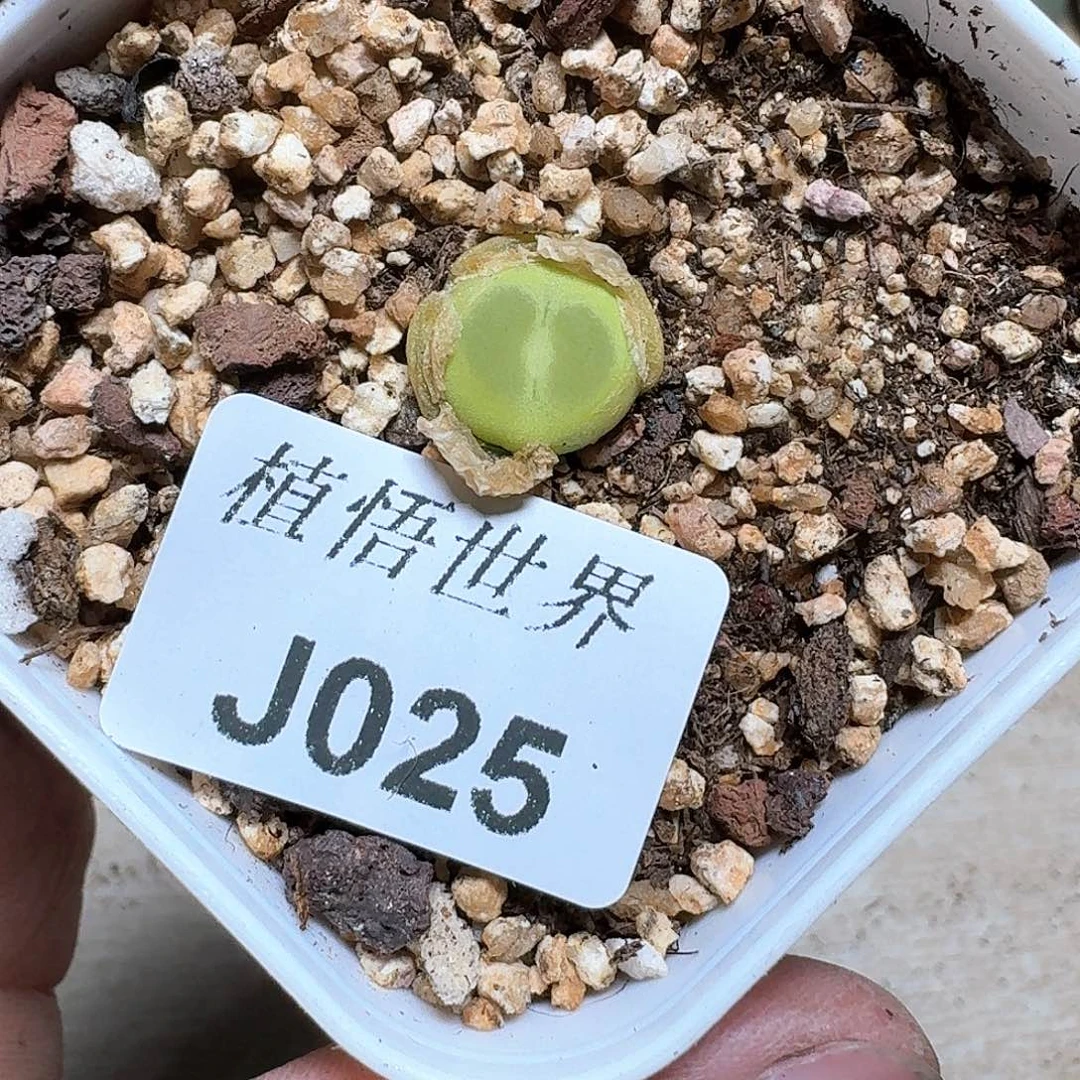 025盒多肉植物哇f v