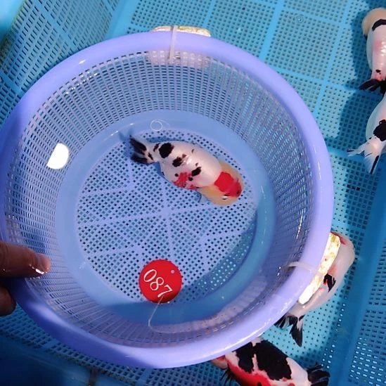 愤***子金鱼087兰寿一条特价顺丰包邮