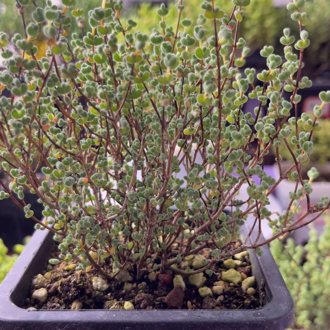 莱斯11。十方盆大冠幅