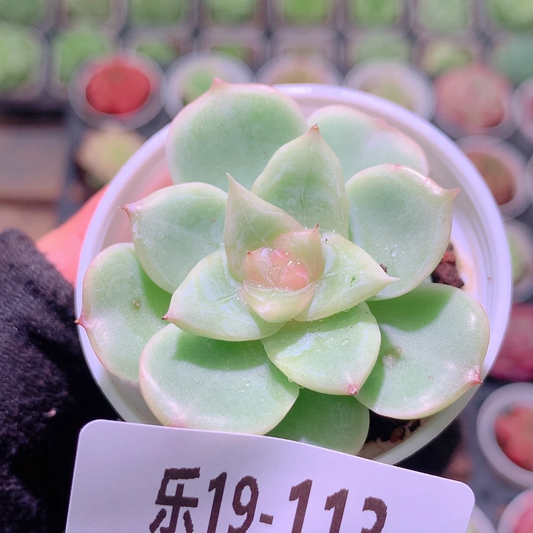乐然19-113 新品单头