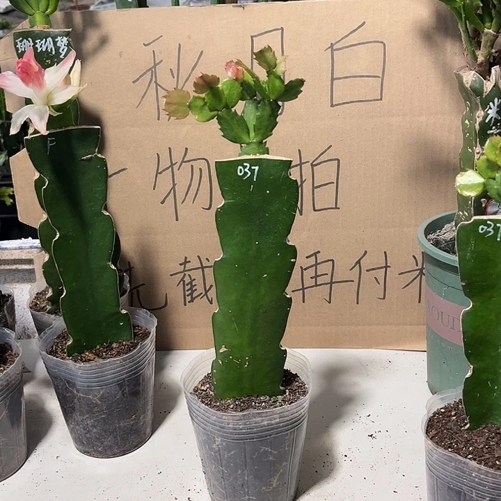 余****当前无花朵，栽培后可花朵 037-25元