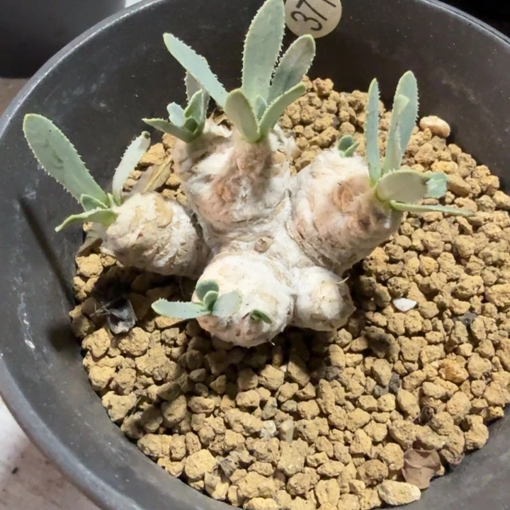 别****哥刨花厚墩菊371 (满28包邮)