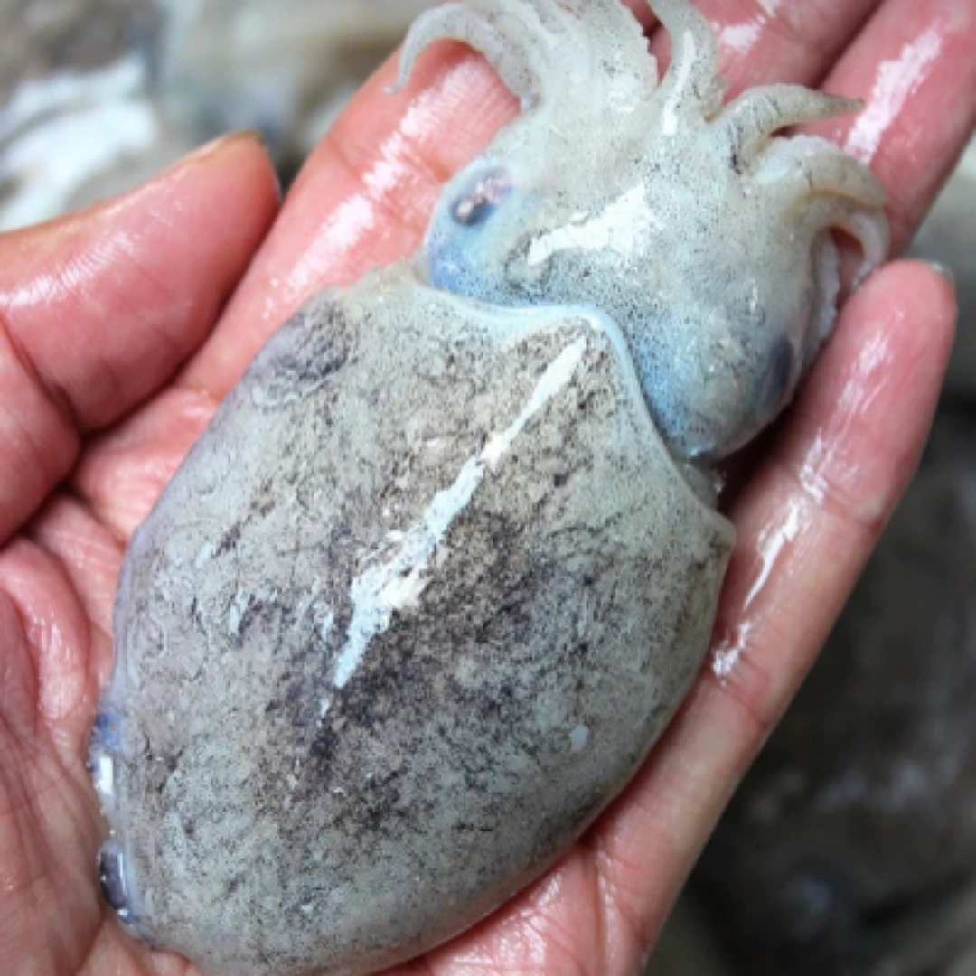 【5斤】东山岛深海灯捕小墨鱼8-10个/斤顺丰包鲜到家精品