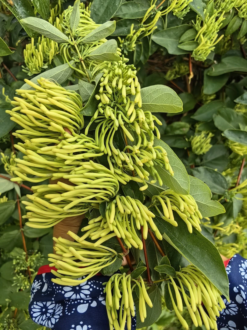 隆回县麻塘山乡高山金银花茶 山银花茶 2025年新货顺丰包邮
