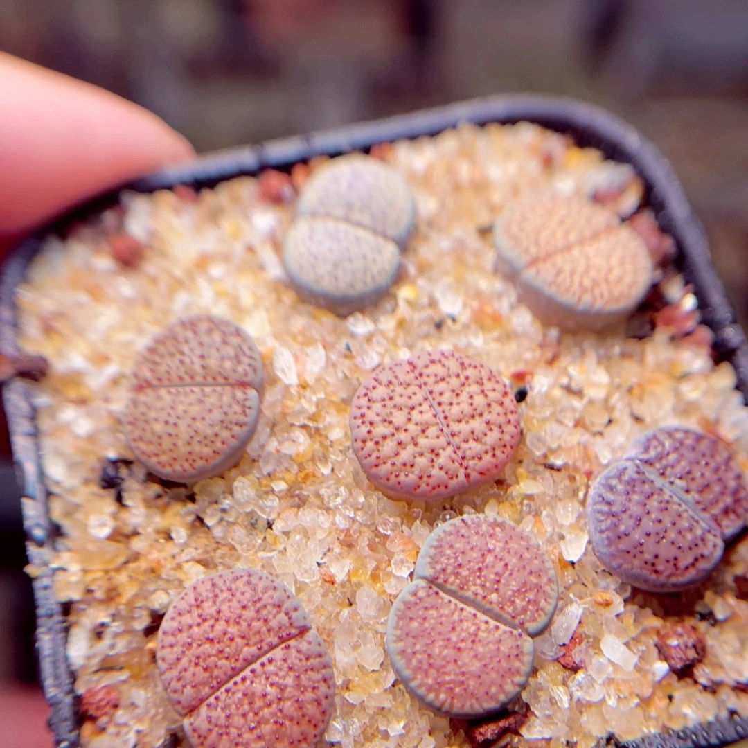 430号带盆包邮发货