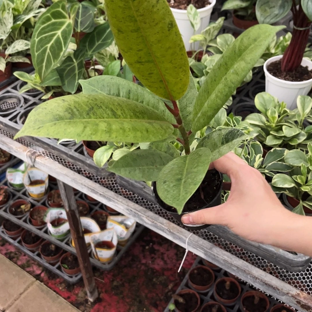 完全开放528雀斑小姐