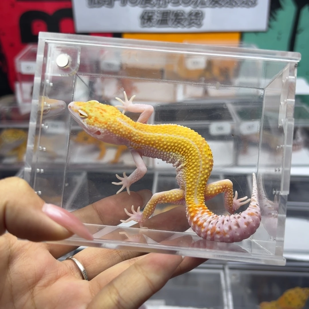 豹纹守宫红眼无纹暴龙 妹妹 J019