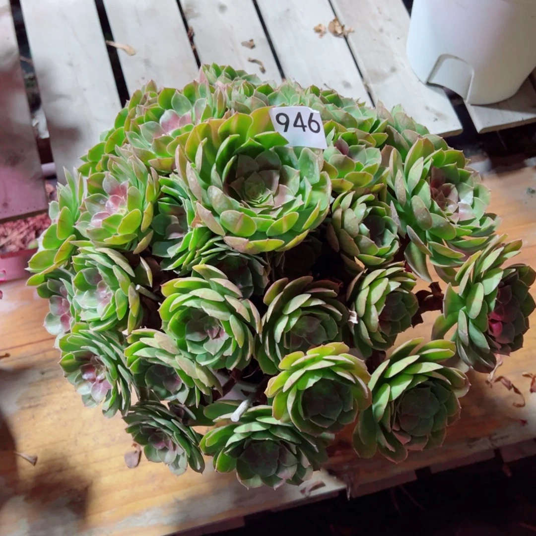 永***娇946墨茶万圣节法师多肉