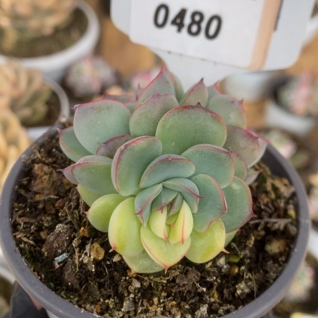 480花月夜阴阳锦锦锦