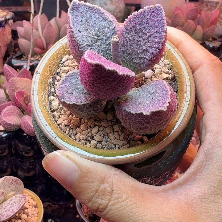 ****靴水蜜桃的味道真的很好闻