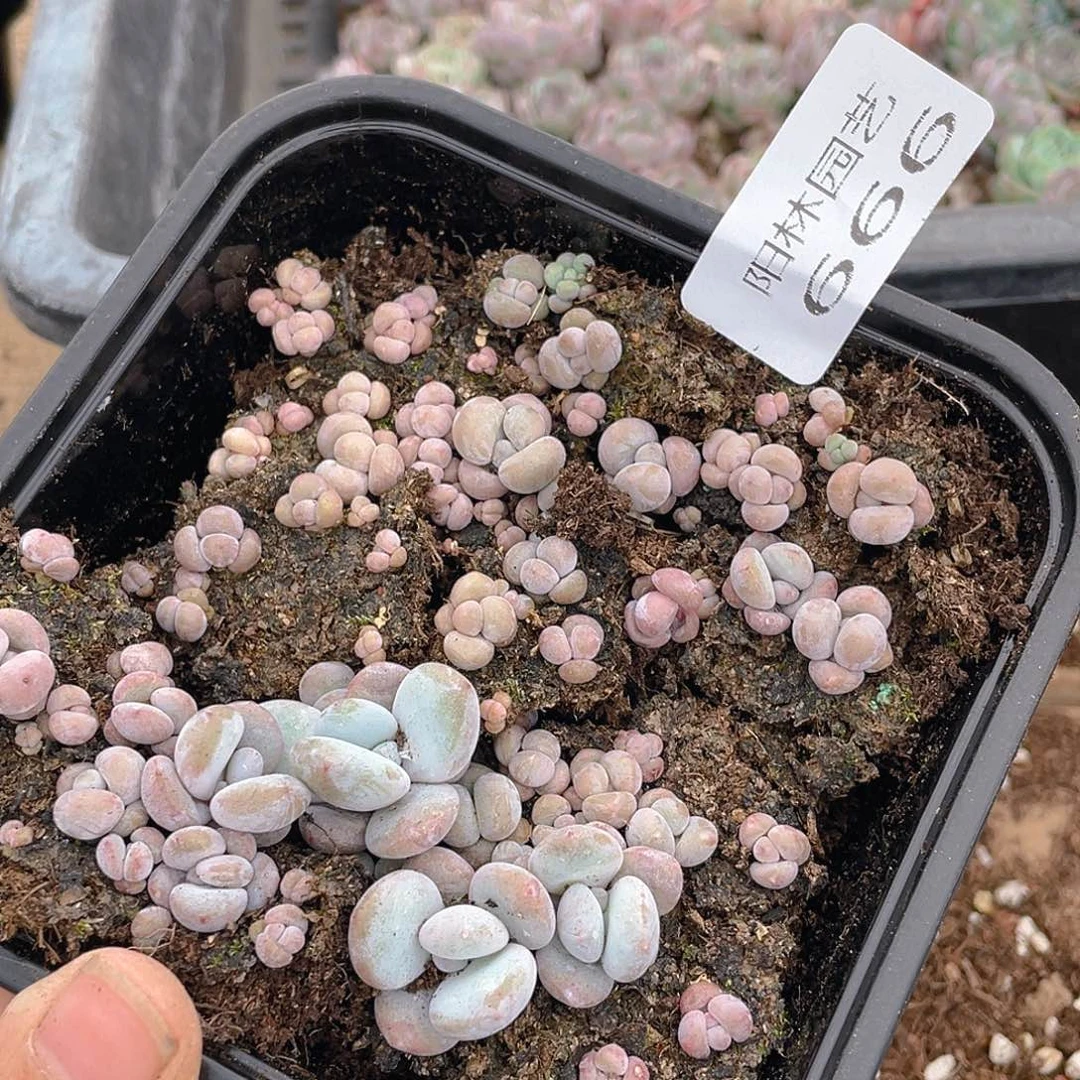多肉植物多肉植物666