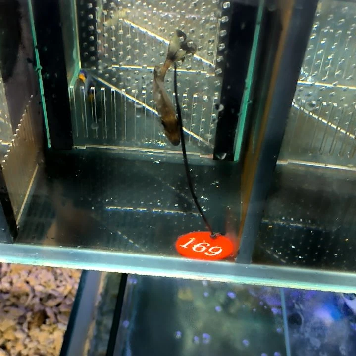蓝点吊7+/5-52-169
