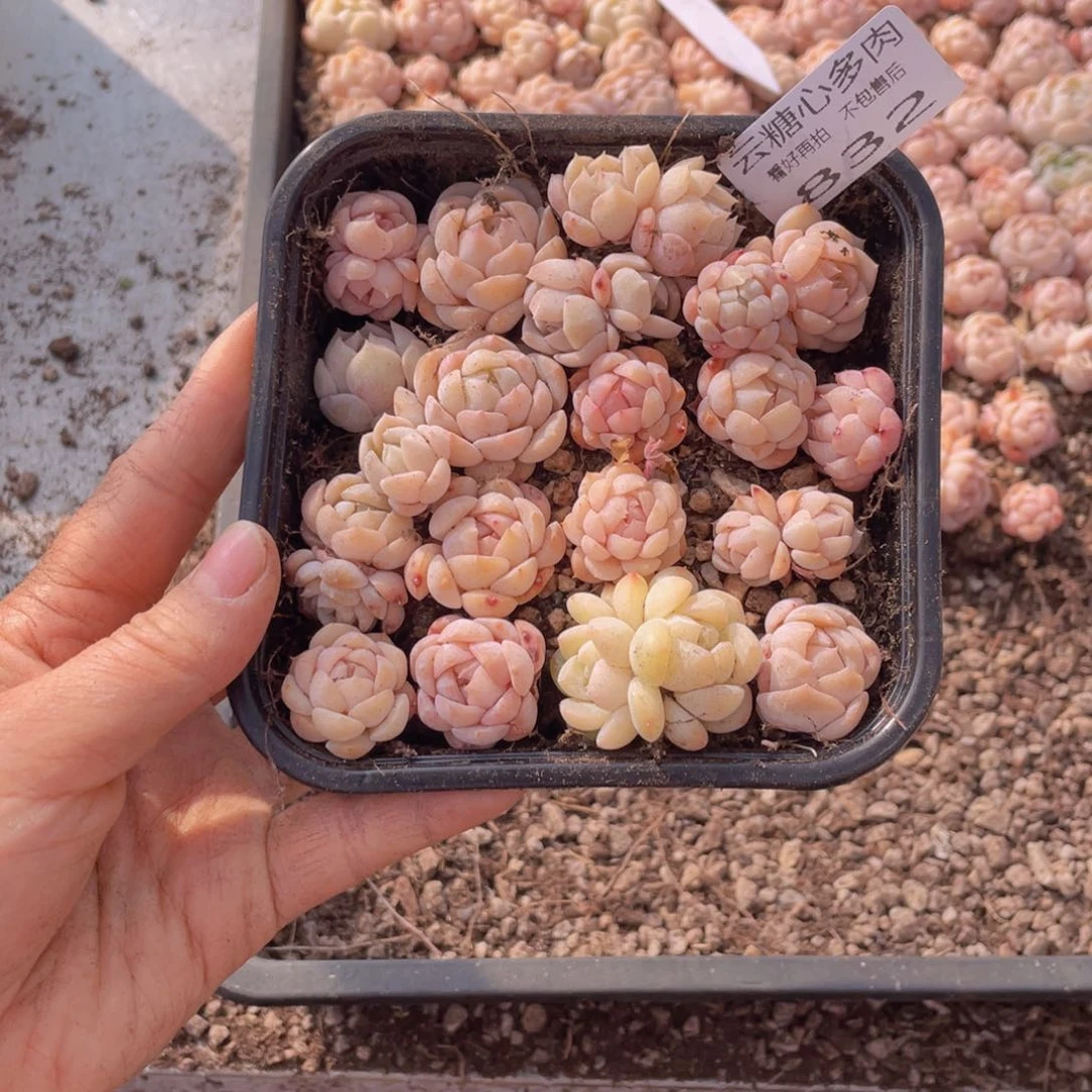 云糖心多肉植物832