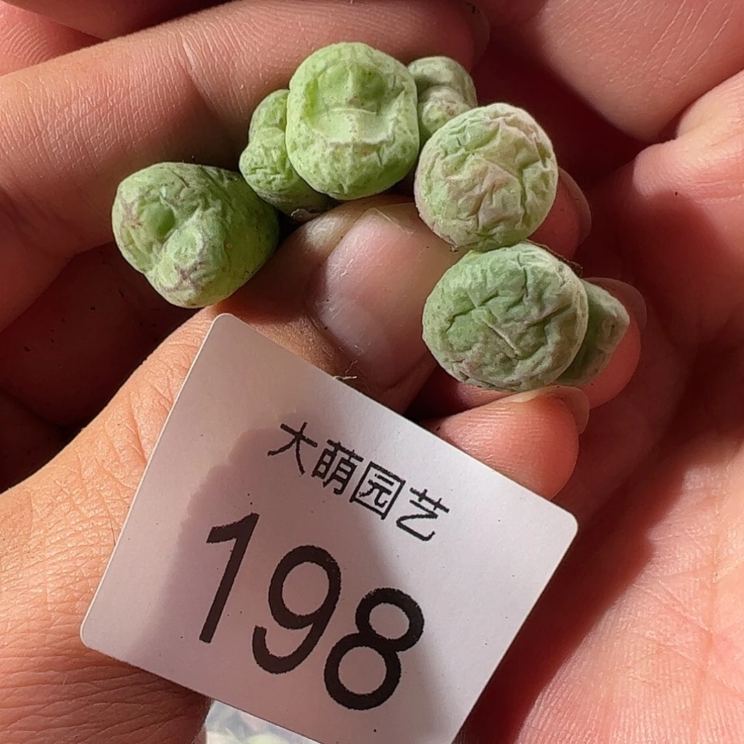 一物一拍。      198
