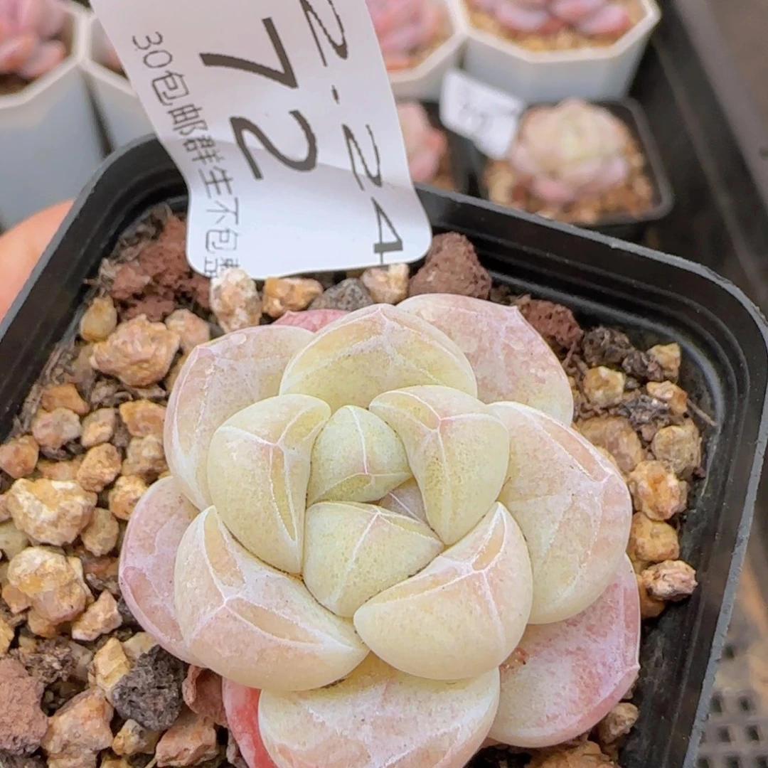 糖心冰玉一颗脱土发货