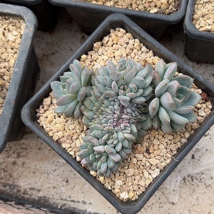 小龙虾造型黑曼巴缀化