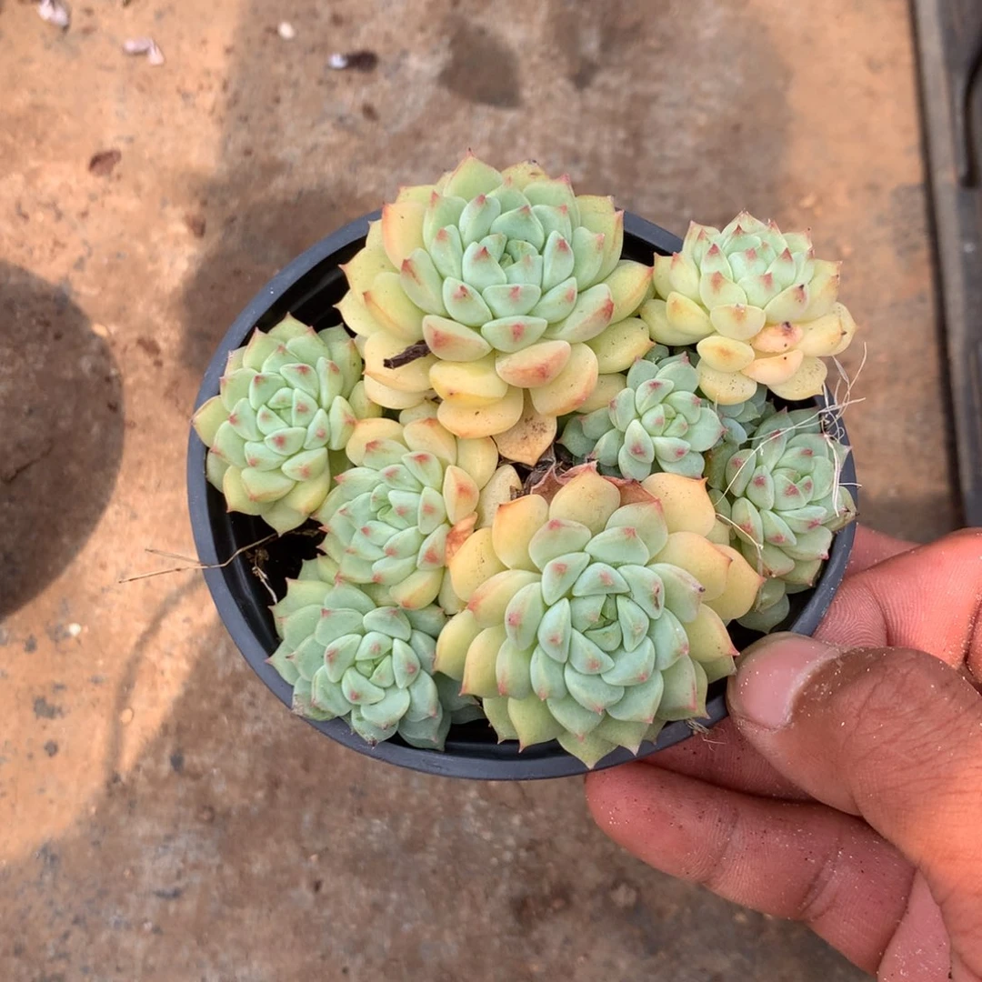 你要的不是这样做就会