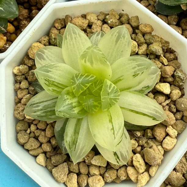 【满9.9包邮】花水晶玉露锦6.5cm多肉植物以直播间展示为主