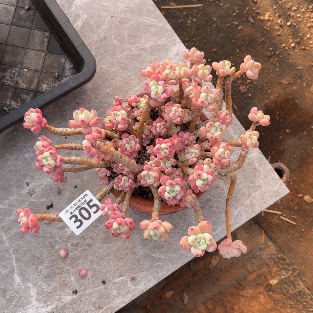 樱花罗绮老桩有砍无盆土发货