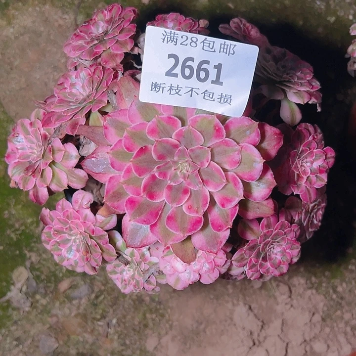 2661红铜白多肉植物