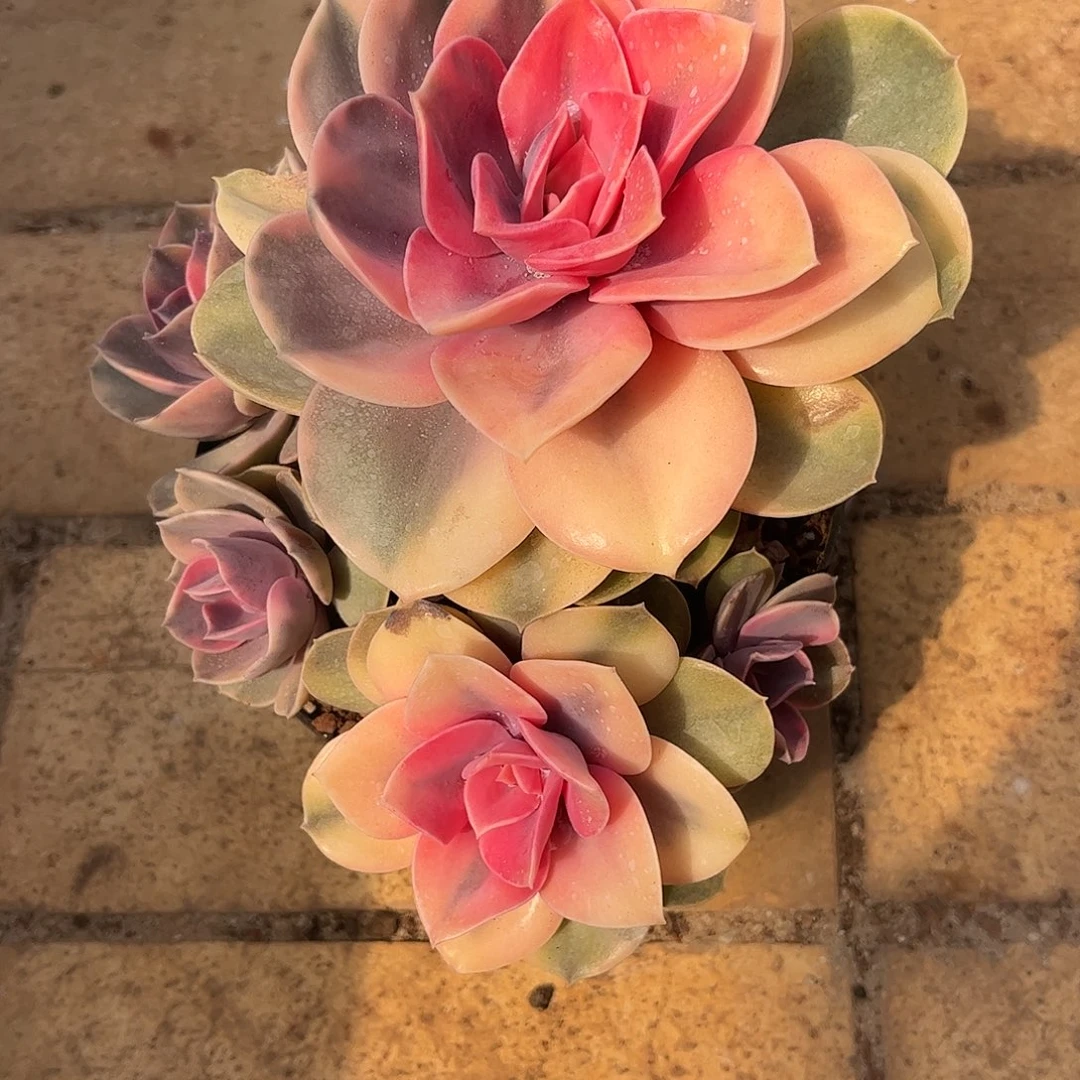 寄养链接的肉肉的