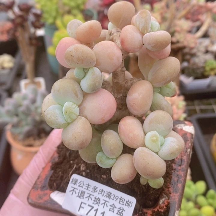 香水洛神树7cm711多肉植物