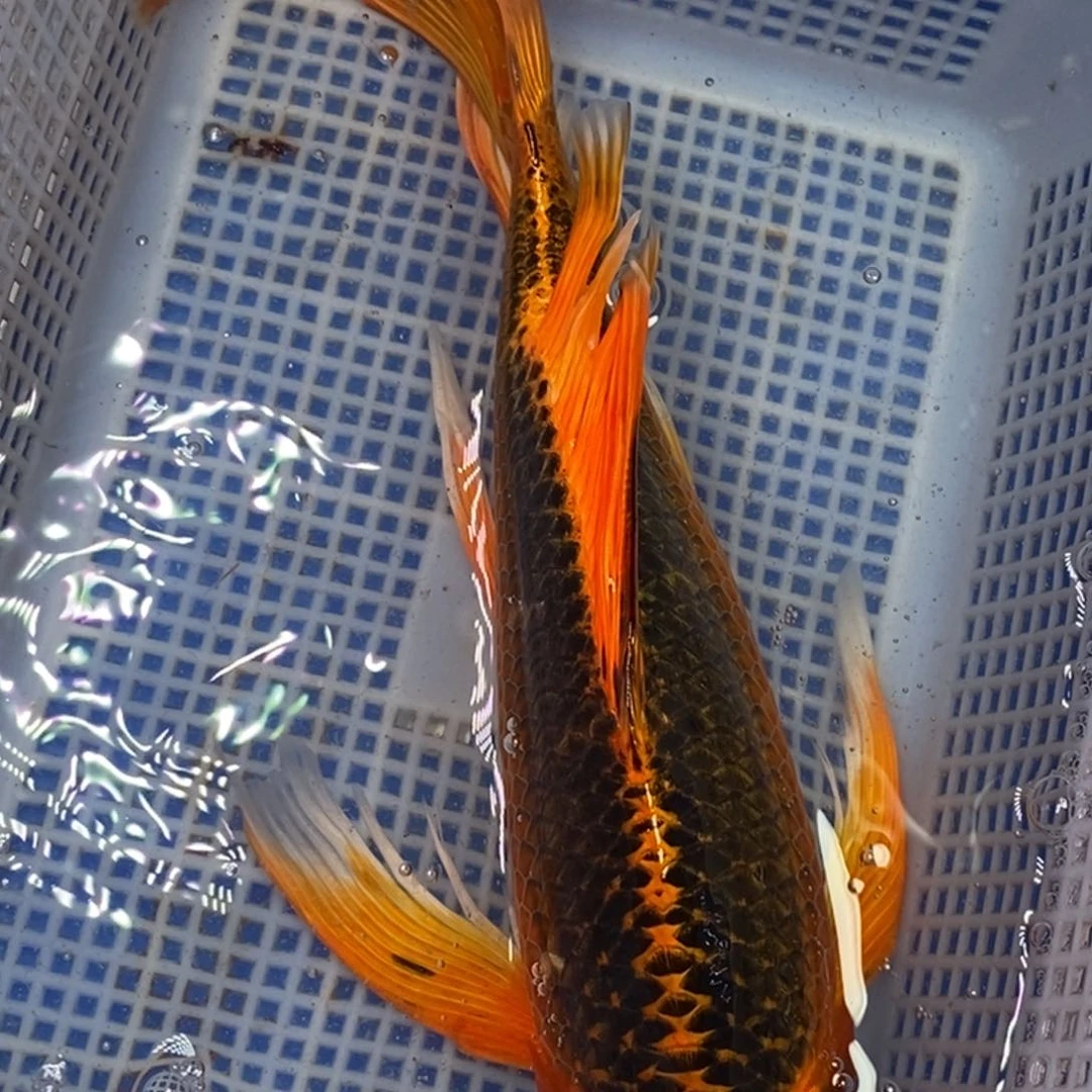 锦鲤冷水锦鲤包邮