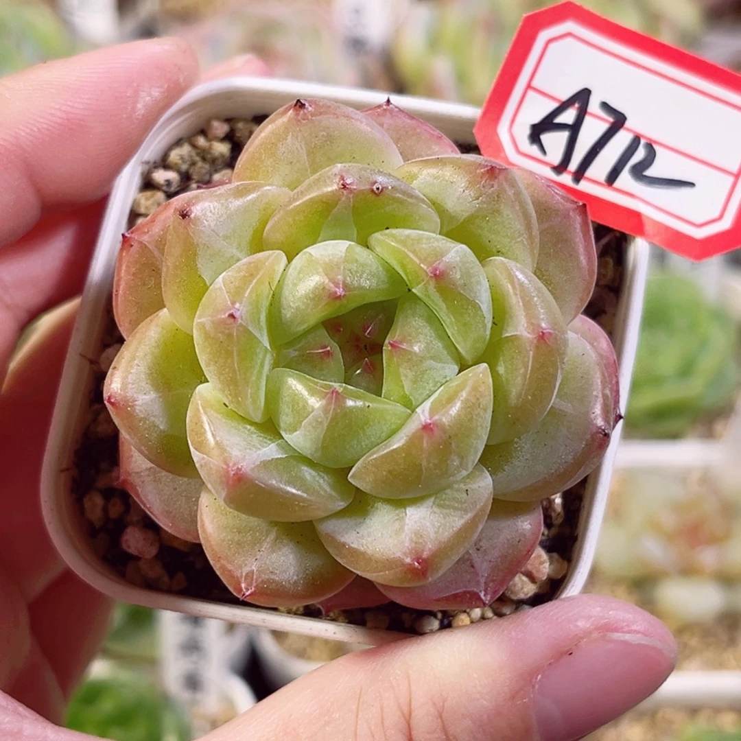 A712 一物一拍 露眠系列