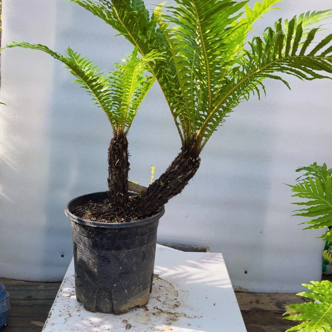 不开花植物双头富贵蕨
