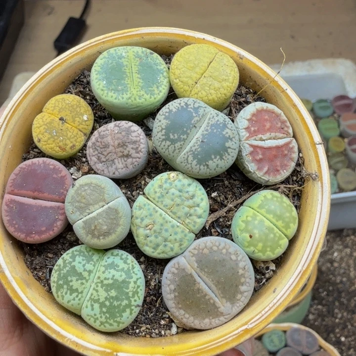 多肉植物的生长紫50