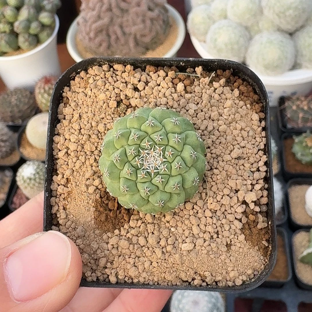实生小号菊水仙人球123