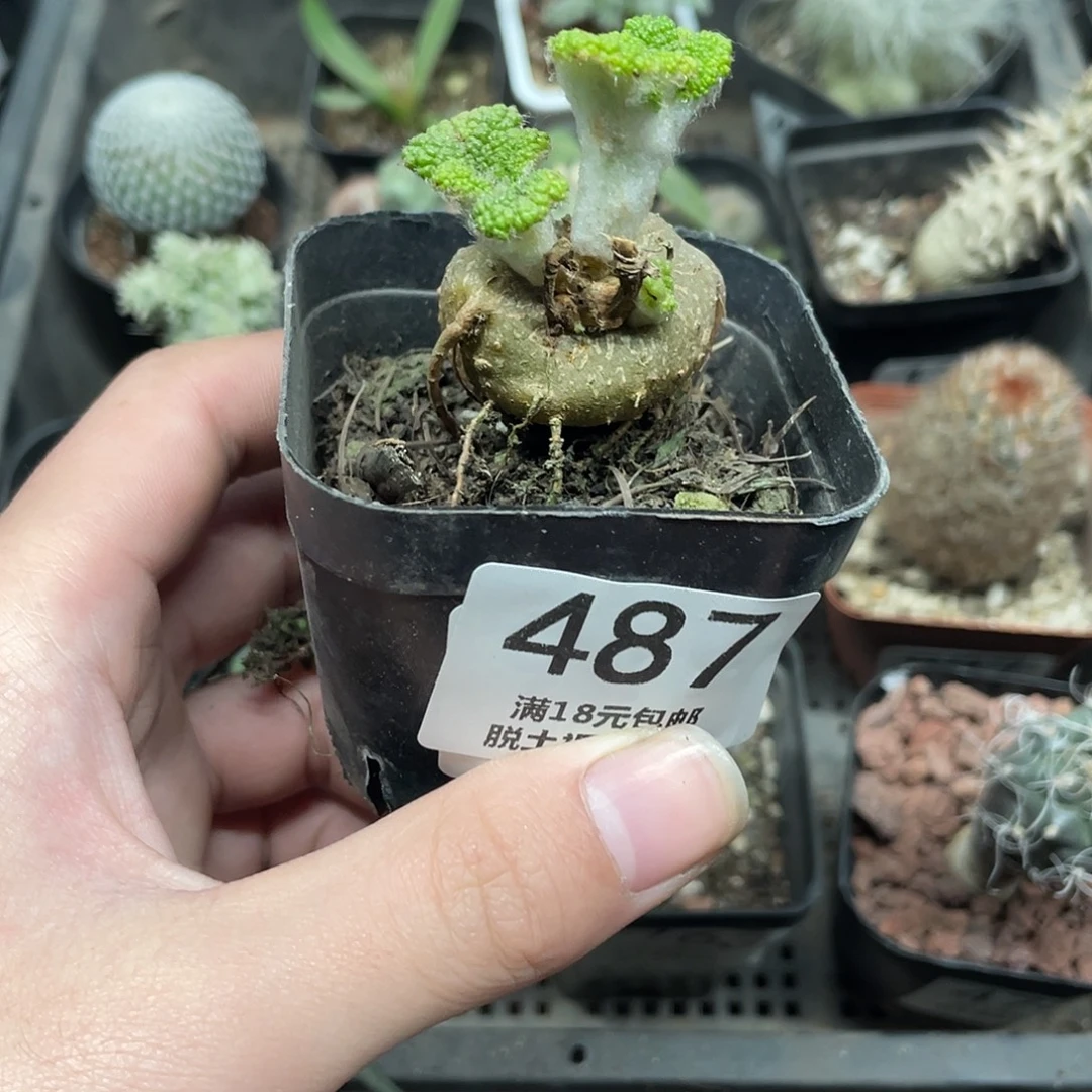 487断崖王子（满18包邮）