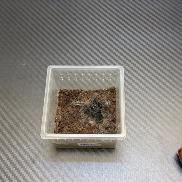 玻利维亚钢铁蓝5-6厘米小公