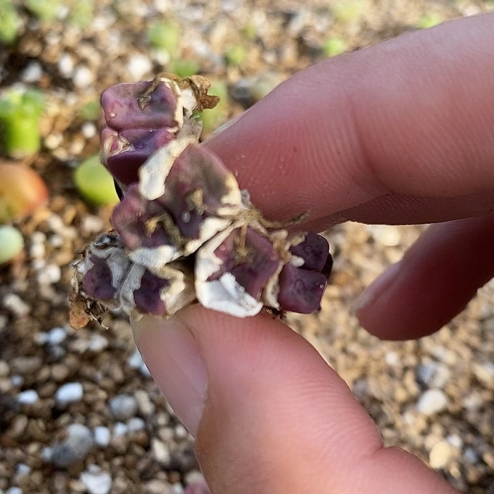 2557紫方碗1群。