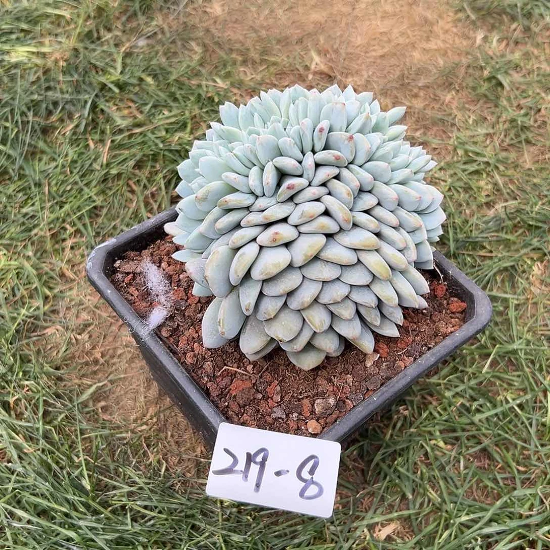 219-8橙子缀叶插多肉