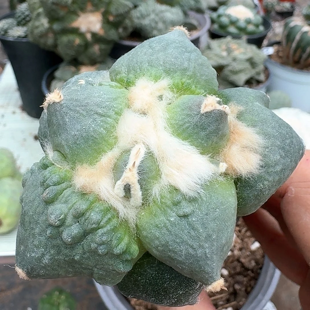 【闪购商品】无花朵蛋尤怒353