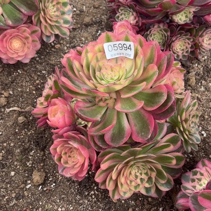 05994火龙果多肉植物