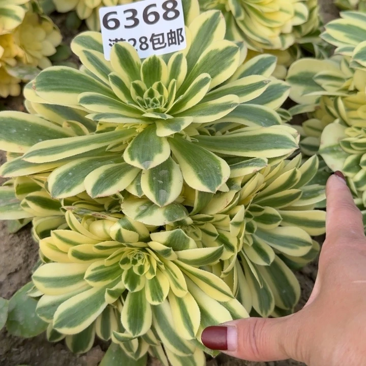 6368辛尼亚一号棚M