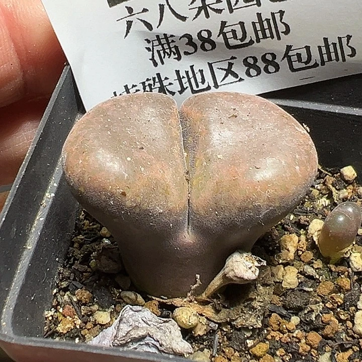 794号特价风铃多肉植物