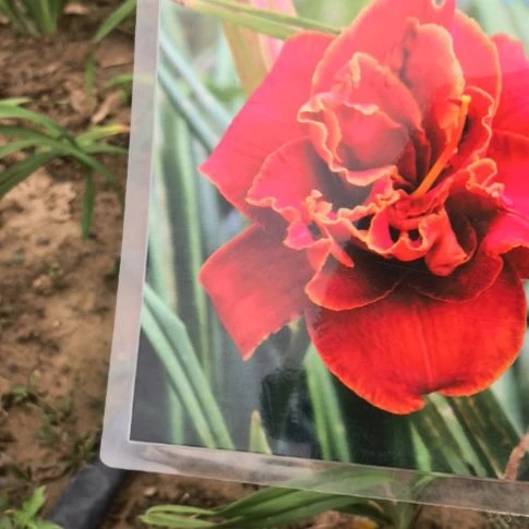 当前无花栽培后可以开花萱草摩西之火