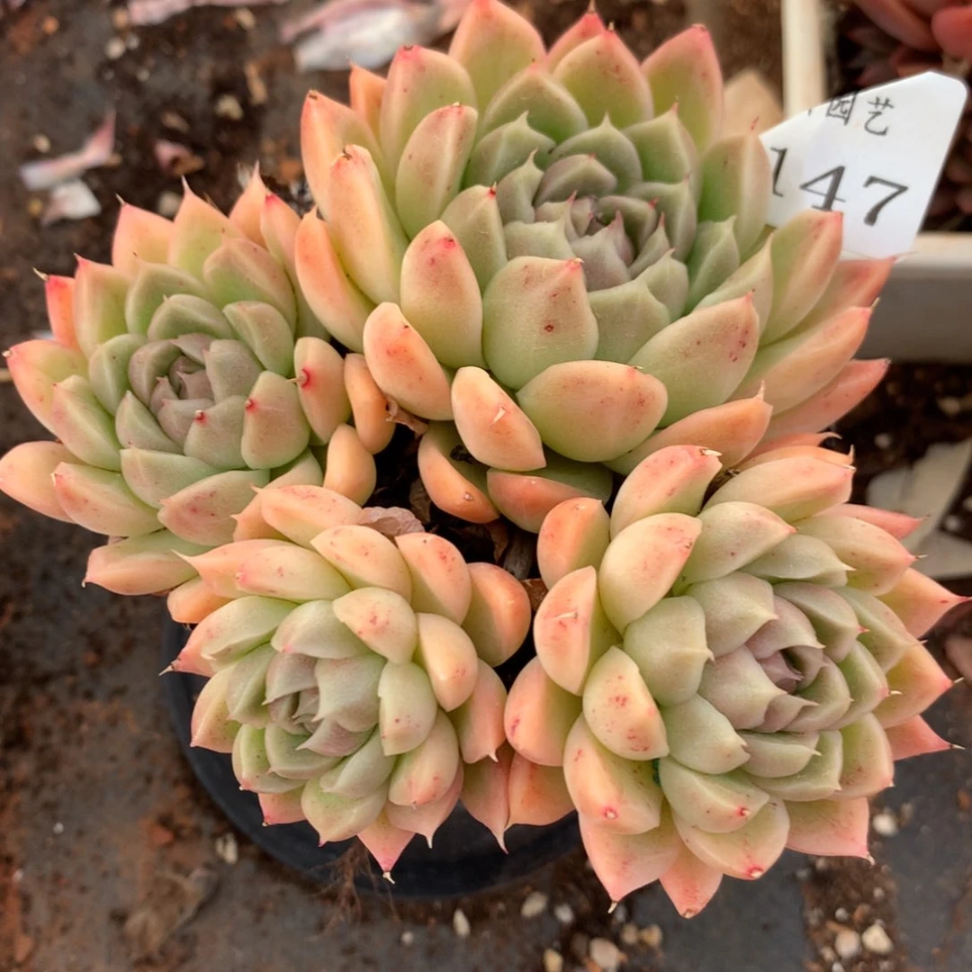 2147新年快乐发发发