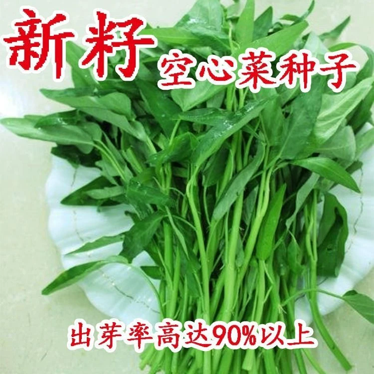 泰国青梗柳叶空心菜种子 通心菜 红苋菜种子 阳台盆栽蔬菜种子