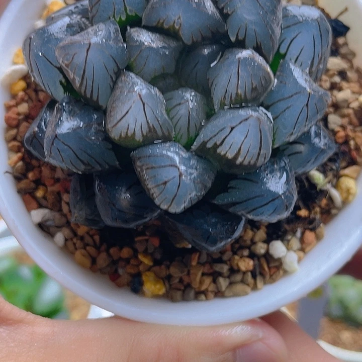 36.十二卷龙爪玉露。