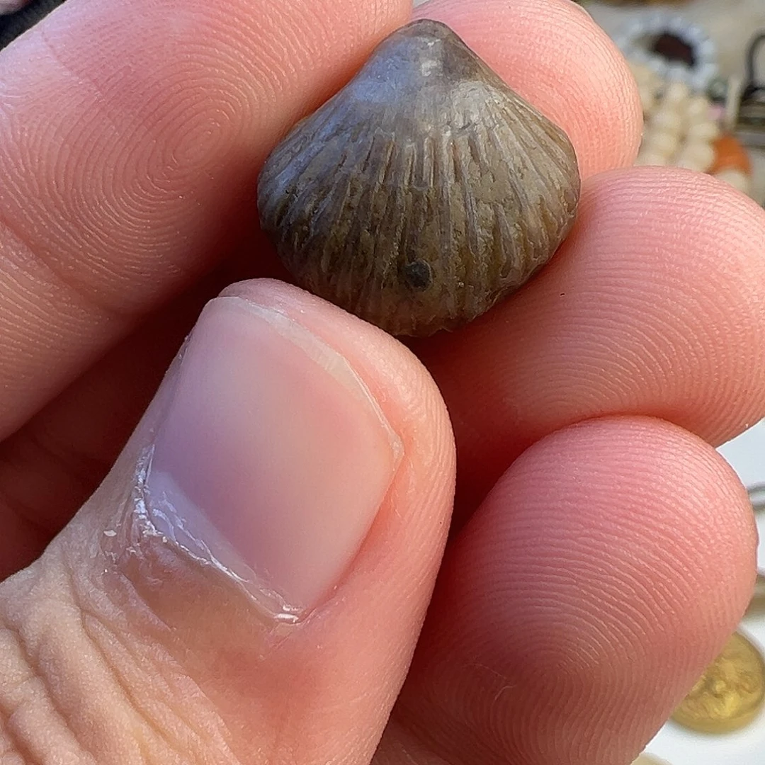 铜贝壳侧挂侧挂侧挂